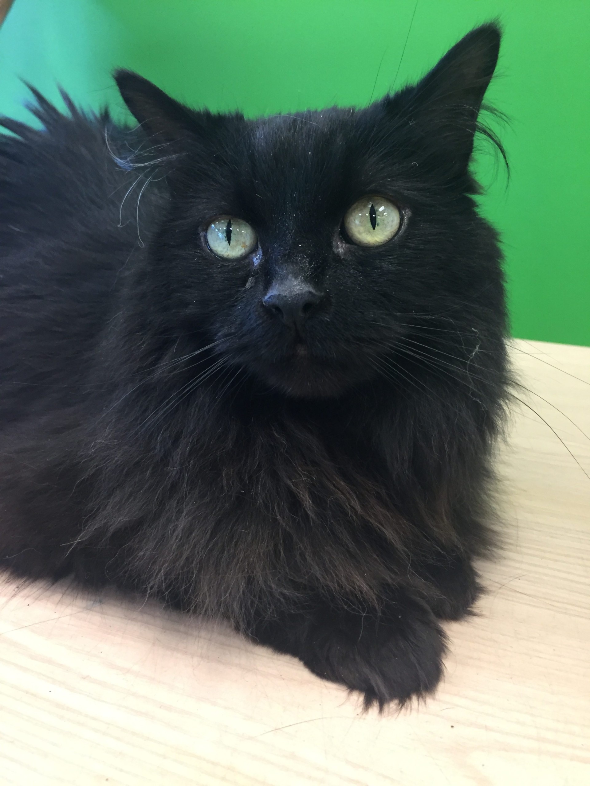 Princess the cat needs a home ASAP – Beach Metro Community News