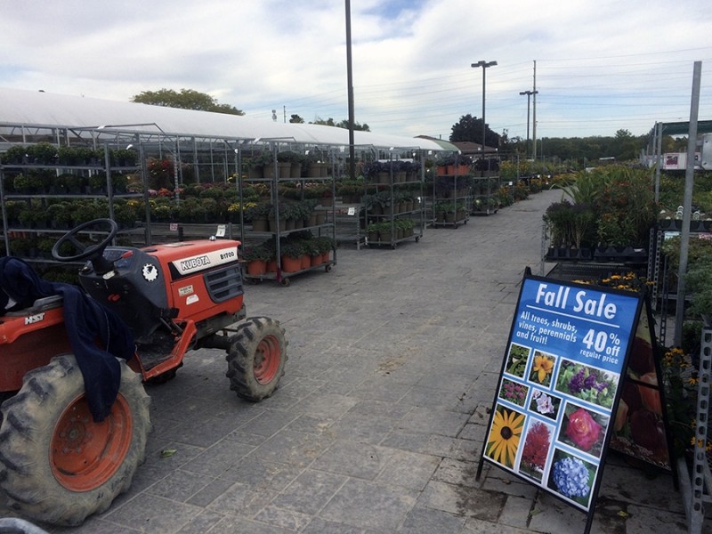 You can find good-quality perennials at bargain prices in the fall.