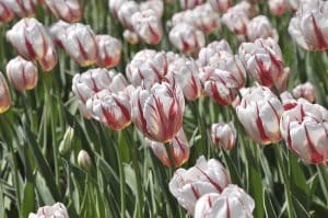 Plant these special tulips now to honour Canada's 150th year in 2017.