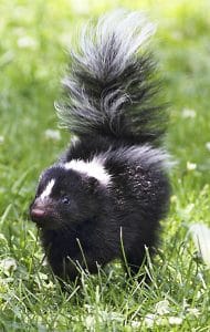 Skunks are an all-too-common sight in the East End. PHOTO: Ann Brokelman