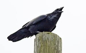 A raven at Tommy Thompson Park. PHOTO: Ann Brokelman