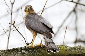 A Cooper's hawk is photographed after its release from a rehabilitation centre. PHOTO: Ann Brokelman