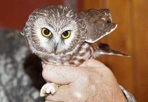 A saw-whet owl seen during the banding process. PHOTO: Ann Brokelman