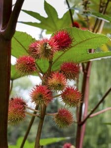 Castor bean, photographed in a Toronto park. PHOTO: Steven Chadwick