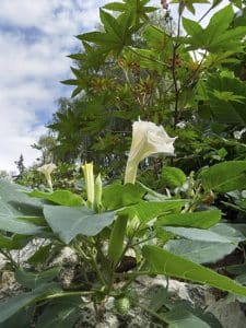 Datura can be dangerous in the wrong circumstances. Author Steven Chadwick photographed this example (with castor in the background) in a Toronto park two weeks ago. PHOTO: Steven Chadwick