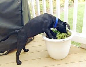 Will he or won’t he dig? Stop bad habits before they get established. PHOTO: Tom Diepenbrock
