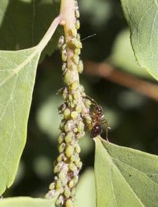 These aphids infested a spirea shrub in author Steven Chadwick’s front garden. PHOTO: Steven Chadwick