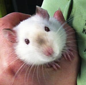 Delebar the rat