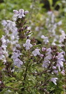 Winter lemon savory looks like plain winter savory, but has a clean lemon scent. PHOTO: Richters Herbs
