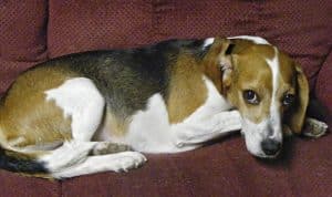 Elton has big paws to fill in his new foster home, where he is slowly working on building his confidence after being rescued from near death in an old barn.
