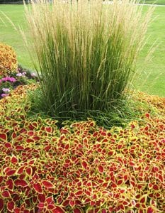 Some of the craziest common names for plants are for coleus, including, but not limited to, Keystone kopper, bada bing, and killer klown. PHOTO: Steven Chadwick