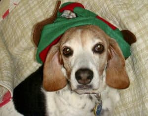 Angel the beagle