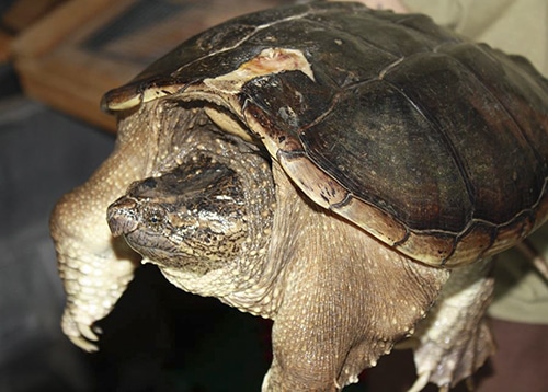 Porter the turtle