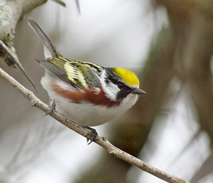 Chestnut-sided warbler. PHOTO: Ann Brokelman