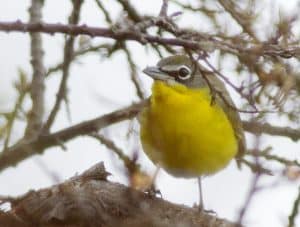 Yellow-breasted chat. PHOTO: Ann Brokelman