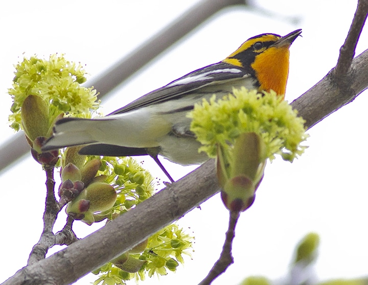 Blackburnian warbler. PHOTO: Ann Brokelman