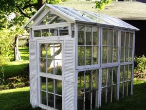Greenhouses built from old windows can be built large enough to walk into.