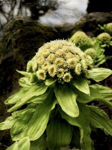 Native Petasites plants change personality drastically over the course of the summer, beginning with early-blooming flowers. PHOTO: Steven Chadwick