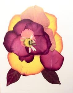 A pressed-flower greeting card made by the Colour Crafters group at Duke of Connaught Public School. Image courtesy Colour Crafters