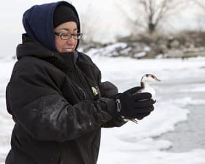 Sarah from Toronto Wildlife Centre releases a grebe at Bluffers Park.  PHOTO: Ann Brokelman