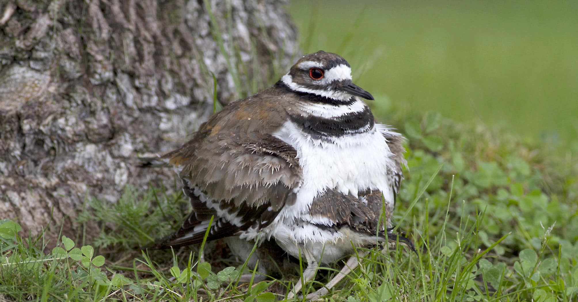 wild side-killdeer_MG_6831
