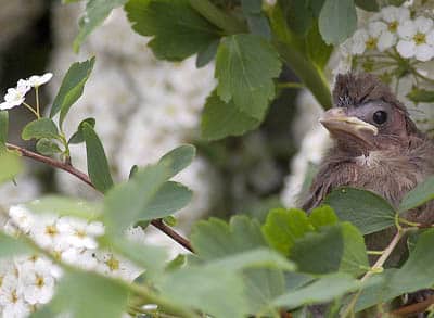 wild side-newly fledged Ca copy