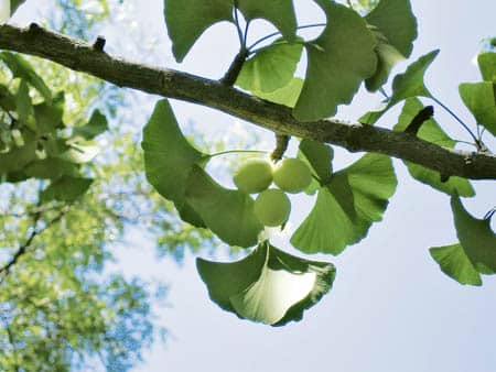 Ginkgo trees turn yellow in the fall, above left; female trees produce nuts with a foul-smelling covering, above. PHOTOS: Steven Chadwick