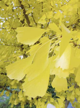 hort-Ginkgo01