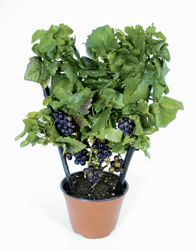 The Pixie grapevine can be grown and overwintered in a container.