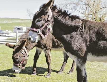 Polly and Nellie