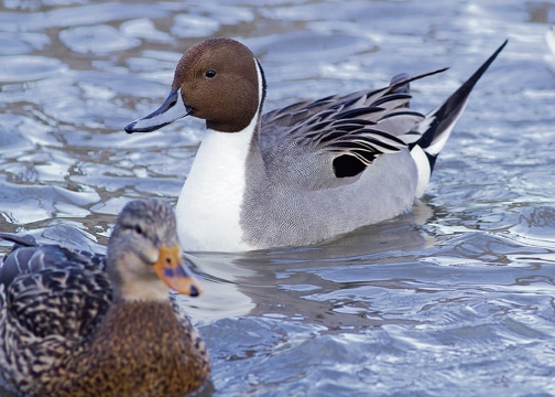 This Northern Pintail was spotted at Bluffer’s Park. PHOTO: Ann Brokelman
