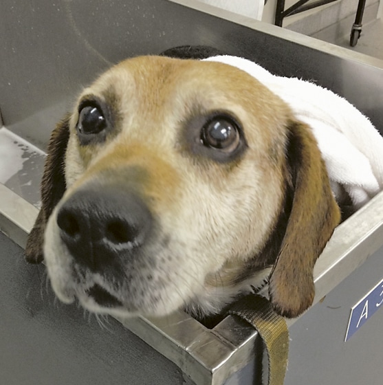pet-of-the-month