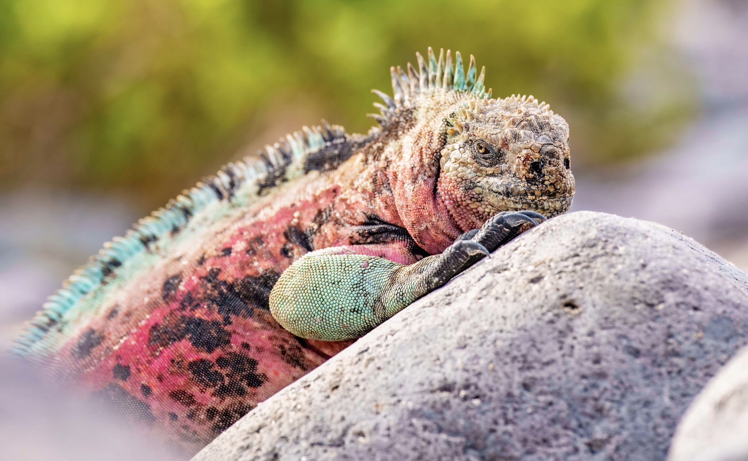 Screenshot-2026-03-12-at-12.52.12-PM