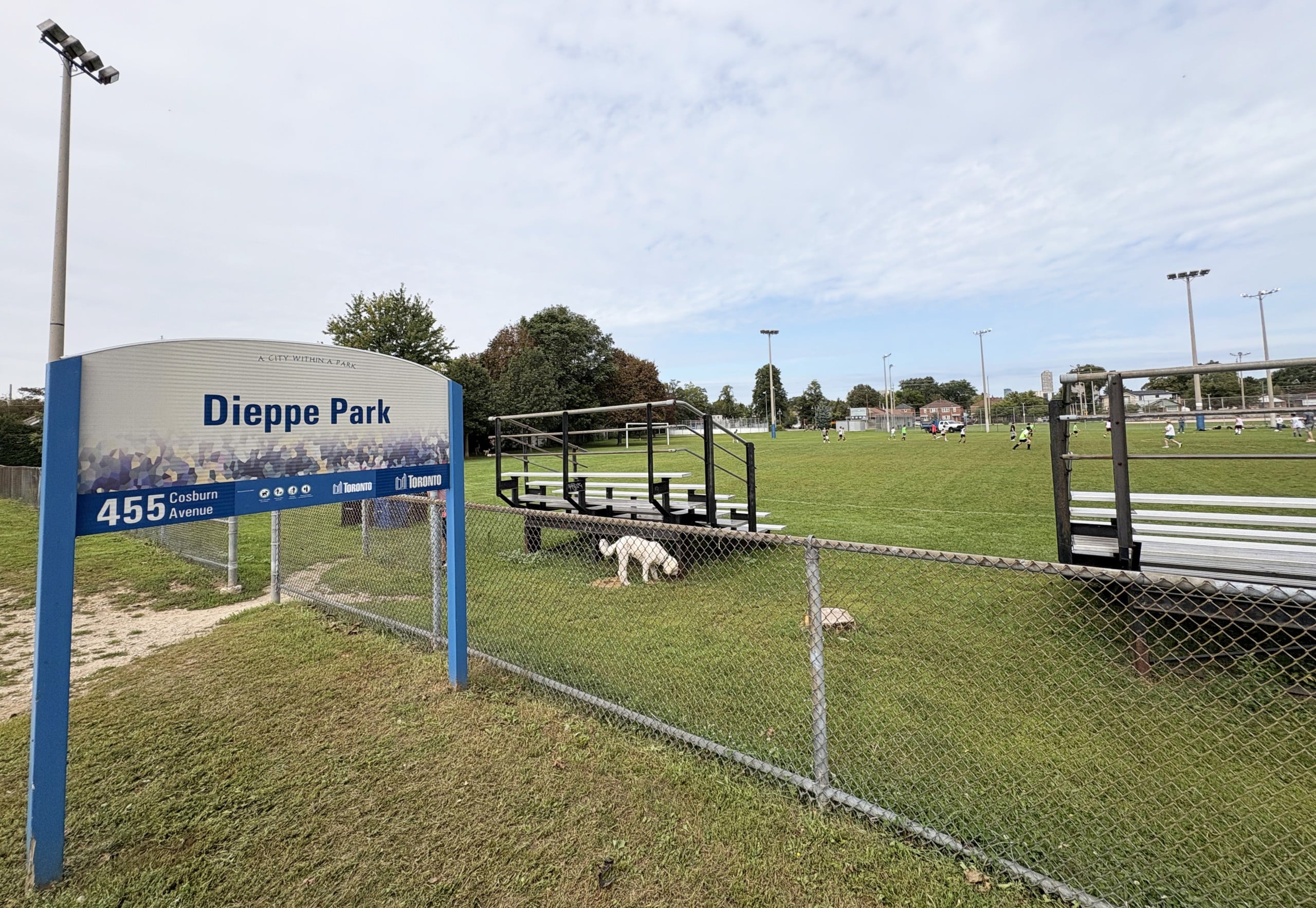 City confirms off-leash dog area not planned for Dieppe Park in East York